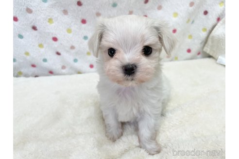 成約済の愛知県のマルチーズ-353750の4枚目