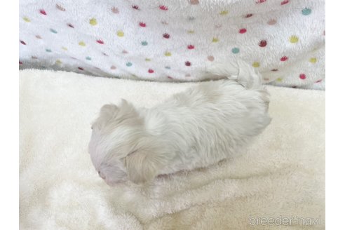 成約済の愛知県のマルチーズ-353750の6枚目