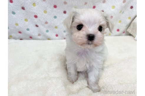 成約済の愛知県のマルチーズ-353750の2枚目