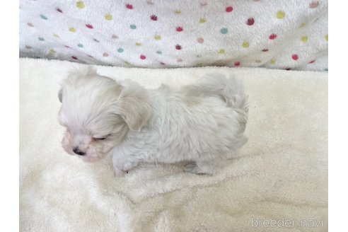 成約済の愛知県のマルチーズ-353750の3枚目