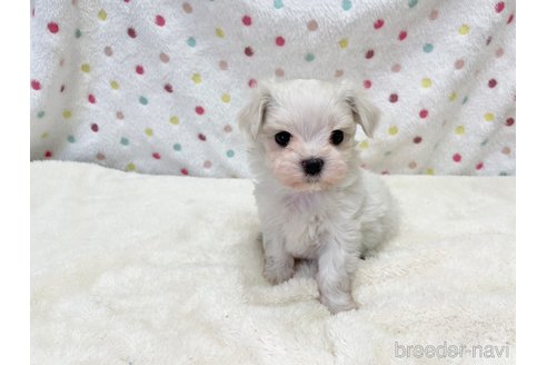 成約済の愛知県のマルチーズ-353750の7枚目