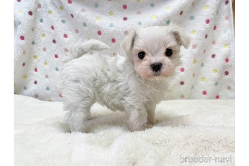 成約済の愛知県のマルチーズ-353750の1枚目