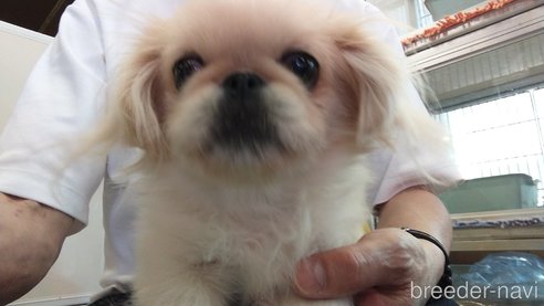 成約済の愛知県のペキニーズ-323224の12枚目