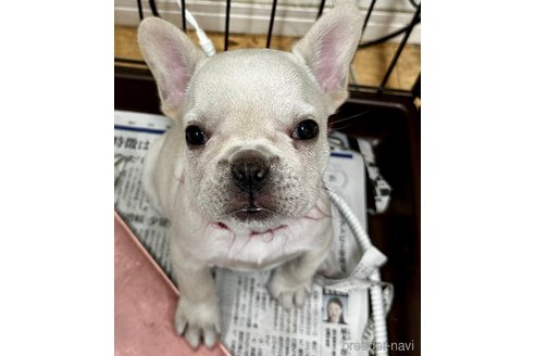 成約済の千葉県のフレンチブルドッグ-350185の14枚目