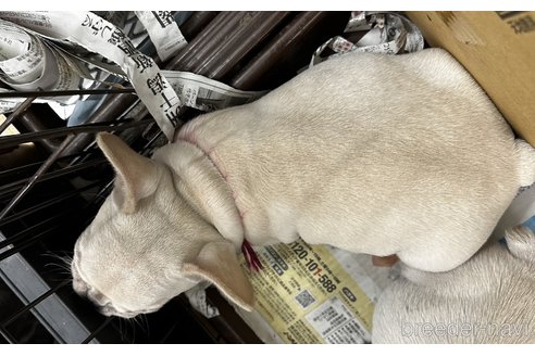 成約済の千葉県のフレンチブルドッグ-350185の11枚目