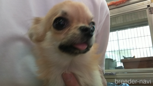 成約済の愛知県のチワワ(ロングコート)-320983の7枚目