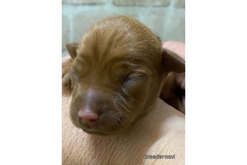 成約済の埼玉県のミニチュアピンシャー(ミニピン)-355078の9枚目