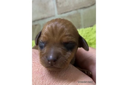販売中の埼玉県のミニチュアピンシャー(ミニピン)-355079の12枚目