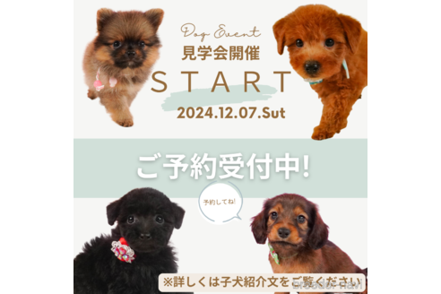 成約済の静岡県のチワックス:チワワ×ミニチュアダックスフンド-354797の2枚目