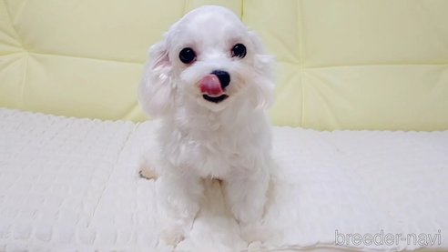 リボンちゃん1枚目