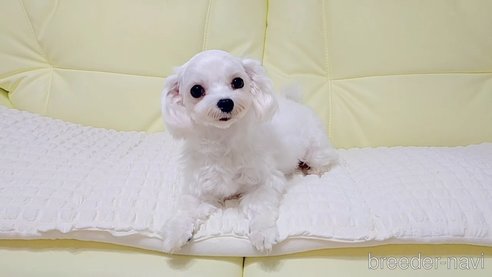 リボンちゃん1枚目