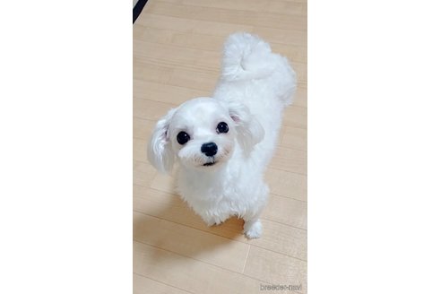 リボンちゃん1枚目