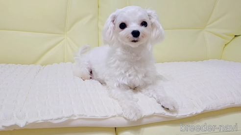 リボンちゃん1枚目