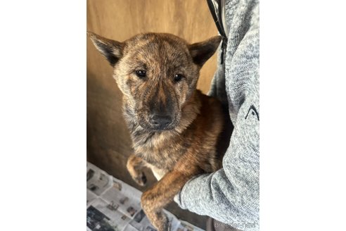 成約済の北海道の北海道犬-340003の8枚目