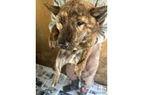 成約済の北海道の北海道犬-340005の7枚目