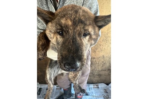 成約済の北海道の北海道犬-340005の5枚目