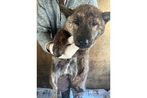 成約済の北海道の北海道犬-340005の6枚目