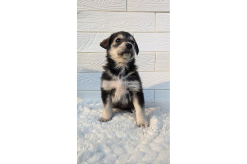 成約済の宮崎県のミックス犬-350591の1枚目