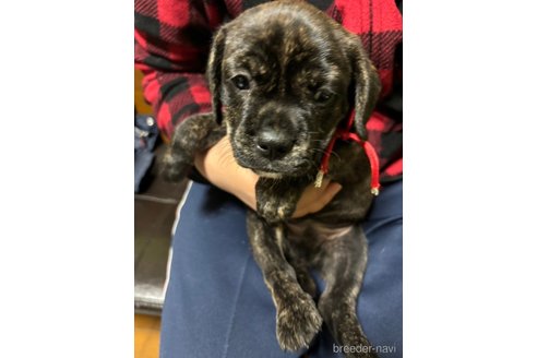 成約済の栃木県のミックス犬-355150の9枚目