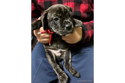 成約済の栃木県のミックス犬-355150の8枚目