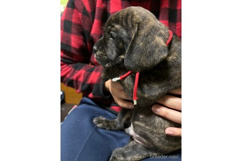 成約済の栃木県のミックス犬-355150の7枚目