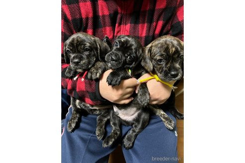 成約済の栃木県のミックス犬-355150の5枚目