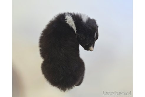 成約済の鹿児島県のボーダーコリー-355156の3枚目
