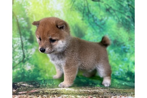 成約済の福岡県の豆柴-353403の14枚目