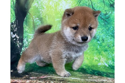 成約済の福岡県の豆柴-353403の13枚目