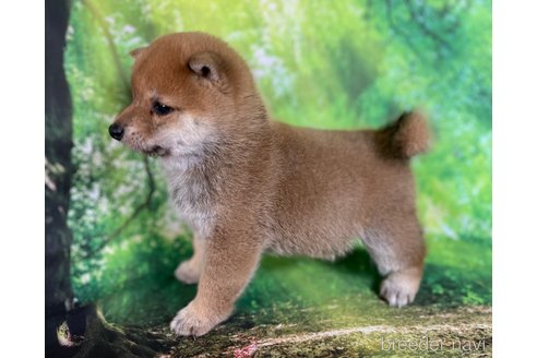 成約済の福岡県の豆柴-353403の12枚目