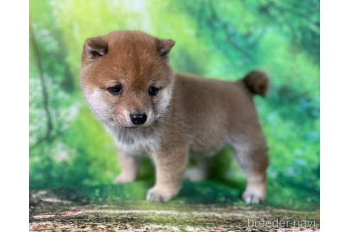 成約済の福岡県の豆柴-353403の9枚目