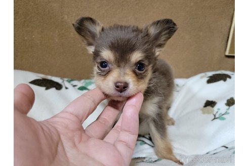 成約済の神奈川県のミックス犬-355178の1枚目
