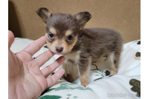 成約済の神奈川県のミックス犬-355178の9枚目