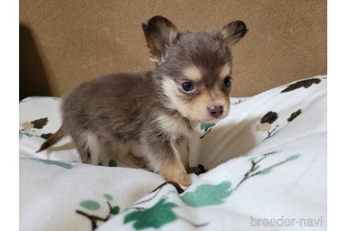 成約済の神奈川県のミックス犬-355178の5枚目