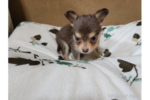 成約済の神奈川県のミックス犬-355178の6枚目