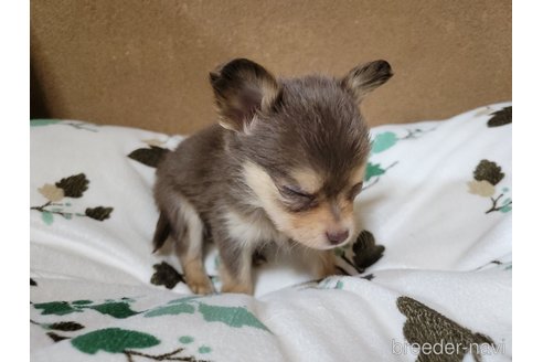 成約済の神奈川県のミックス犬-355178の7枚目