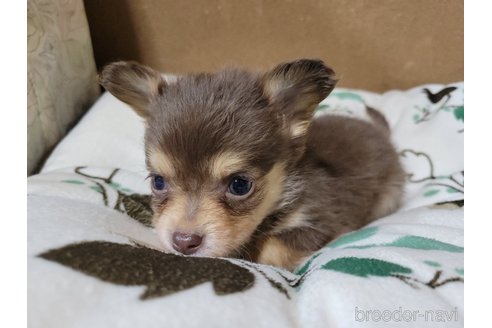 成約済の神奈川県のミックス犬-355178の3枚目