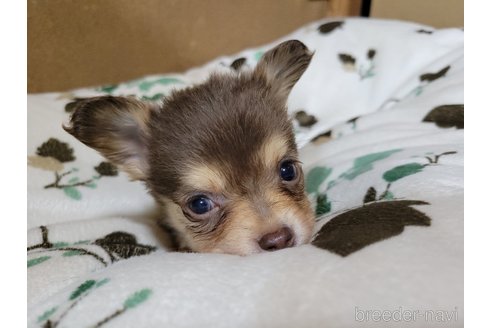 成約済の神奈川県のミックス犬-355178の4枚目