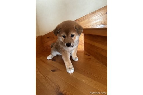 成約済のの柴犬-350854