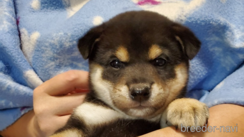 成約済の千葉県の柴犬-353497の1枚目