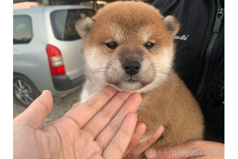 成約済の滋賀県の柴犬-355208の5枚目