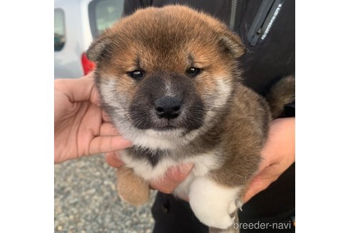 成約済の滋賀県の柴犬-355210の1枚目