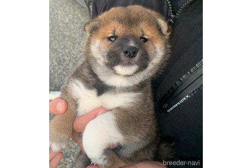 成約済の滋賀県の柴犬-355210の2枚目