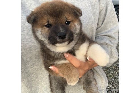 成約済の滋賀県の柴犬-355210の3枚目