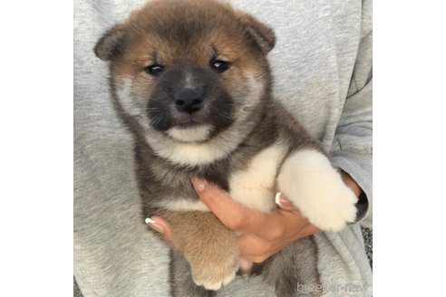 成約済の滋賀県の柴犬-355210の4枚目