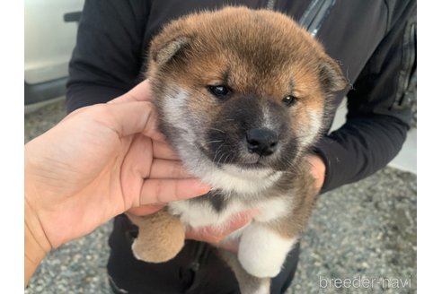 成約済の滋賀県の柴犬-355210の6枚目