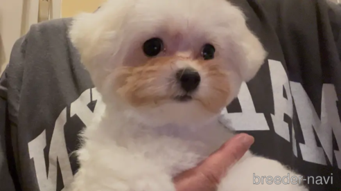 成約済の東京都のミックス犬-350331