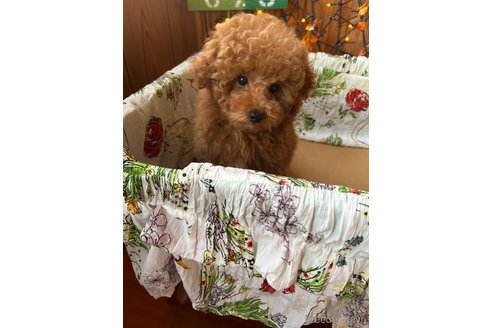 成約済の鹿児島県のタイニープードル-355235の2枚目