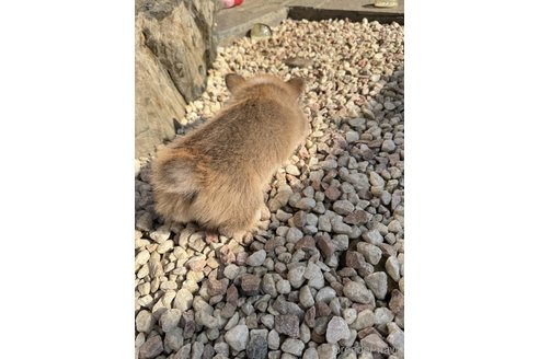 成約済の奈良県のウェルシュコーギーペンブローク-355242の4枚目