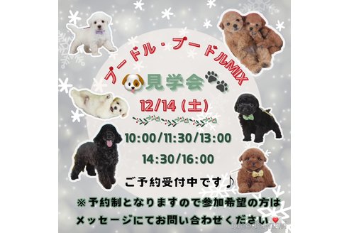 成約済の神奈川県のミックス犬-346259の3枚目